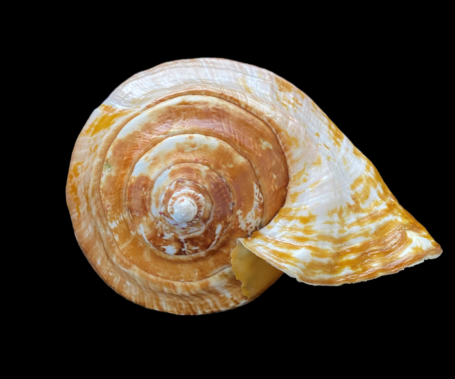 Eastern Pacific Giant Conch Shell | Mexican Shells.org