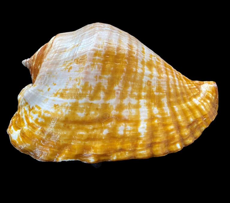 Eastern Pacific Giant Conch | Mexican-shells.org