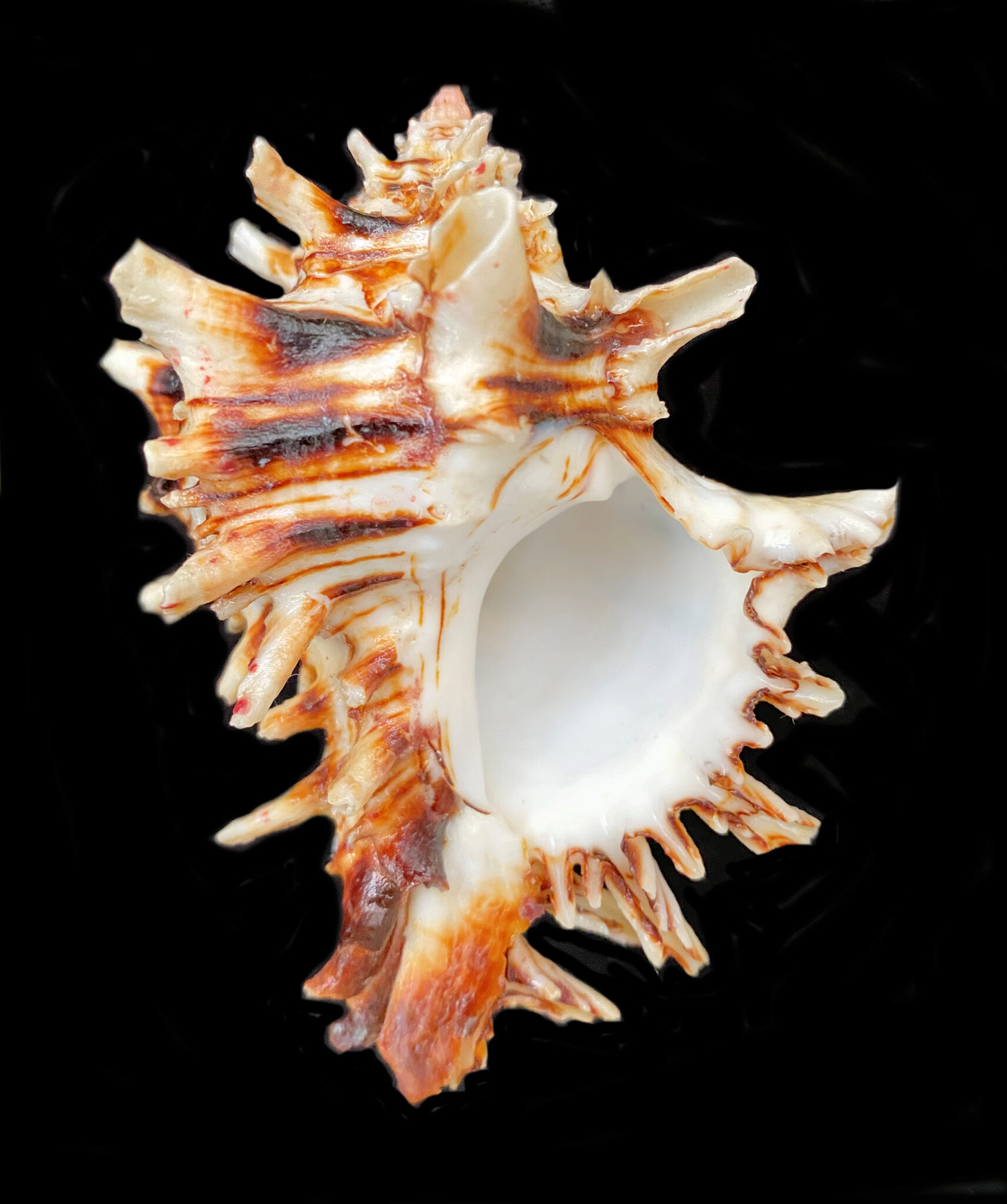 Muricidae Family of Rock Shells | Mexican Shells.org