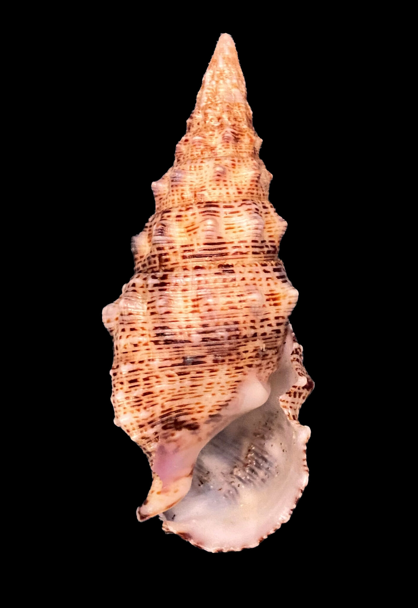 Cerith Shells of the Cerithiidae Family | Mexican Shells.org