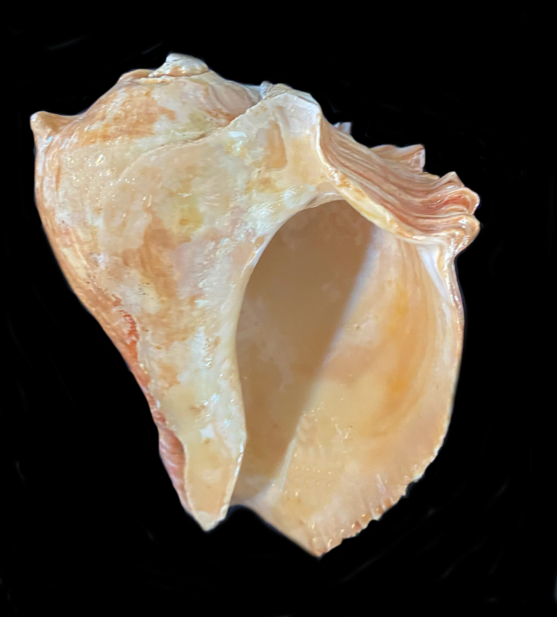 Pacific Crown Conch Shell Mexican