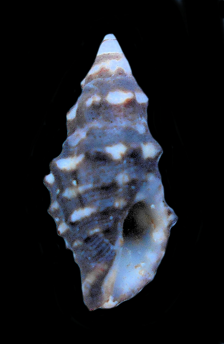 Muricidae Family of Rock Shells | Mexican Shells.org