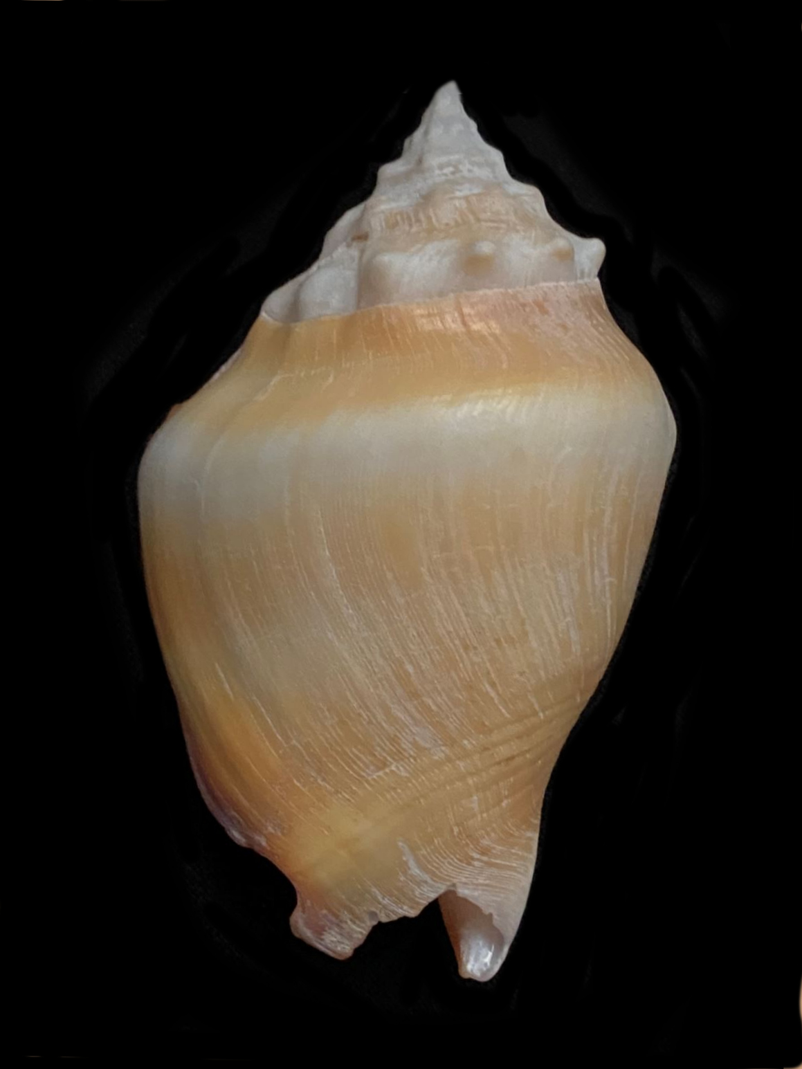 Eastern Pacific Fighting Conch Shell | Mexican Shells.org