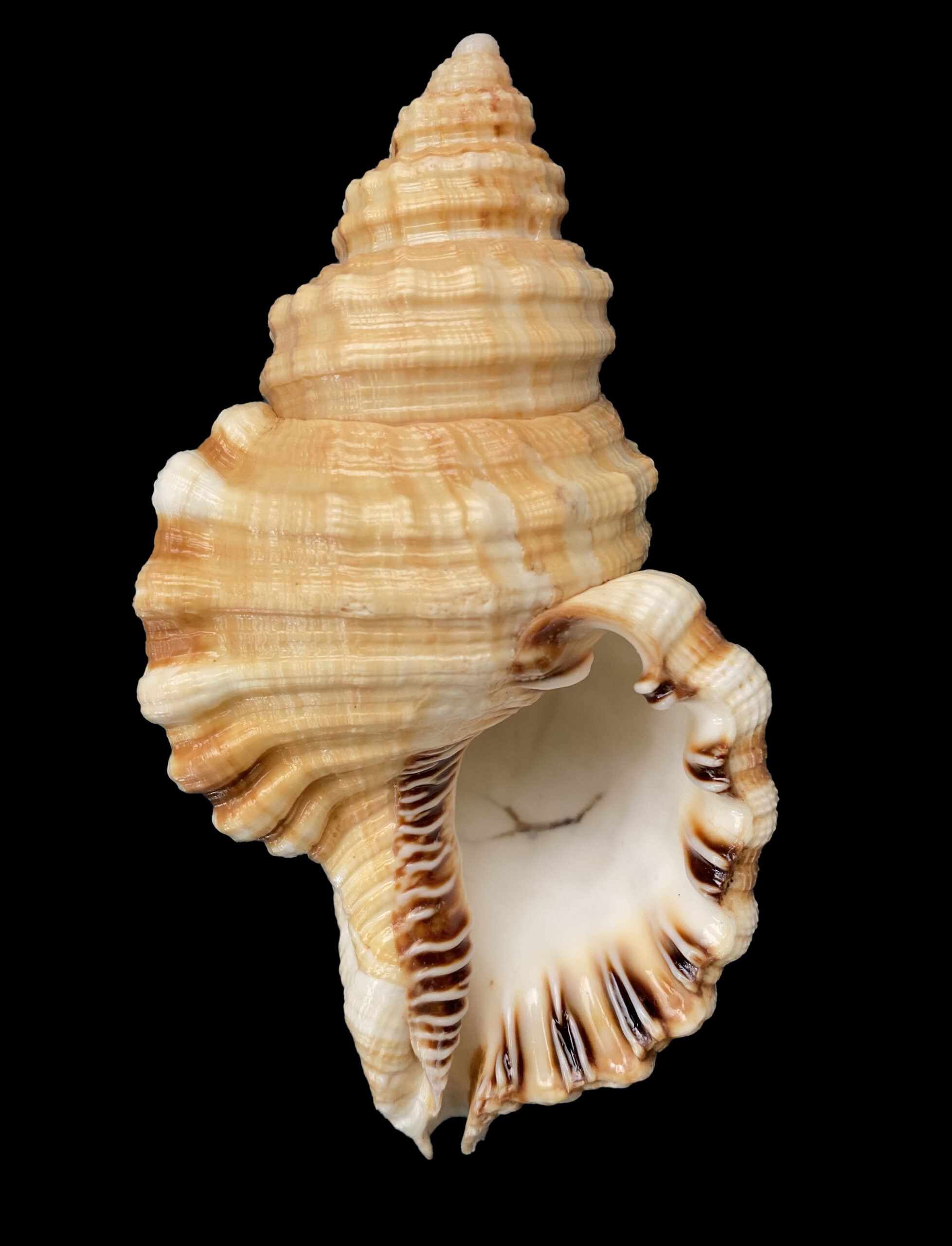 Muricidae Family of Rock Shells | Mexican-shells.org