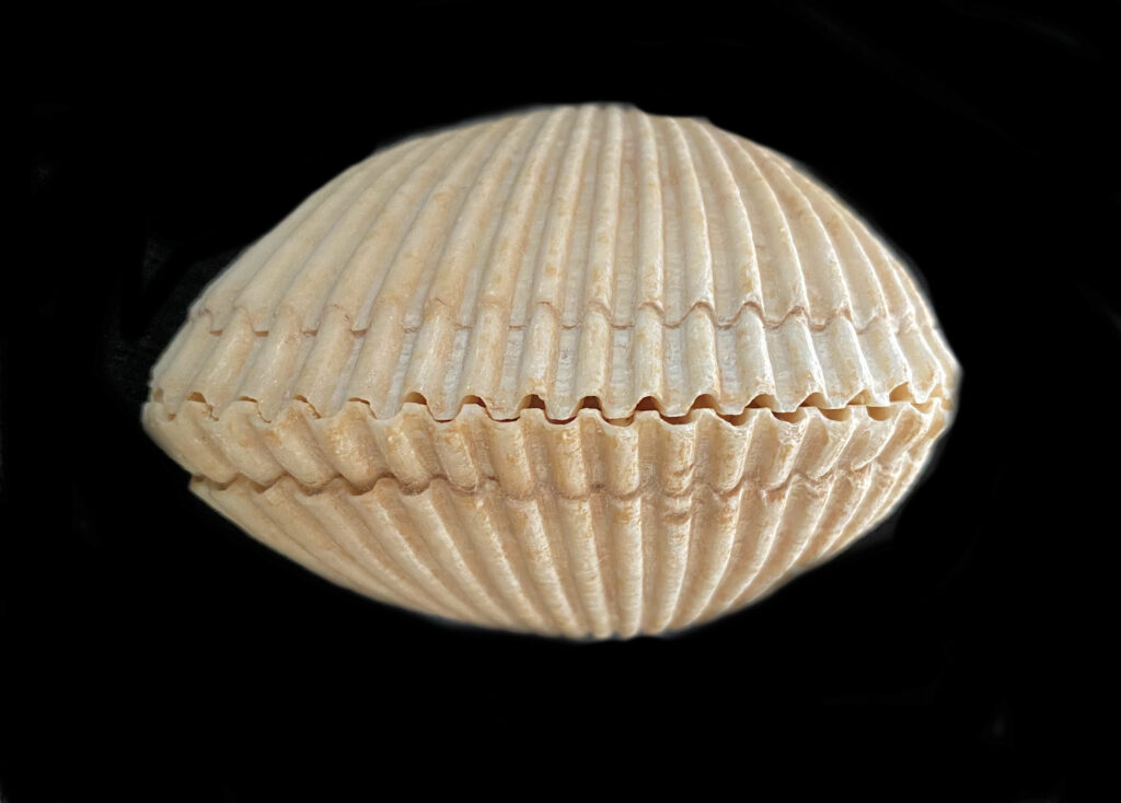 Many-ribbed Ark Shell | Mexican Shells.org