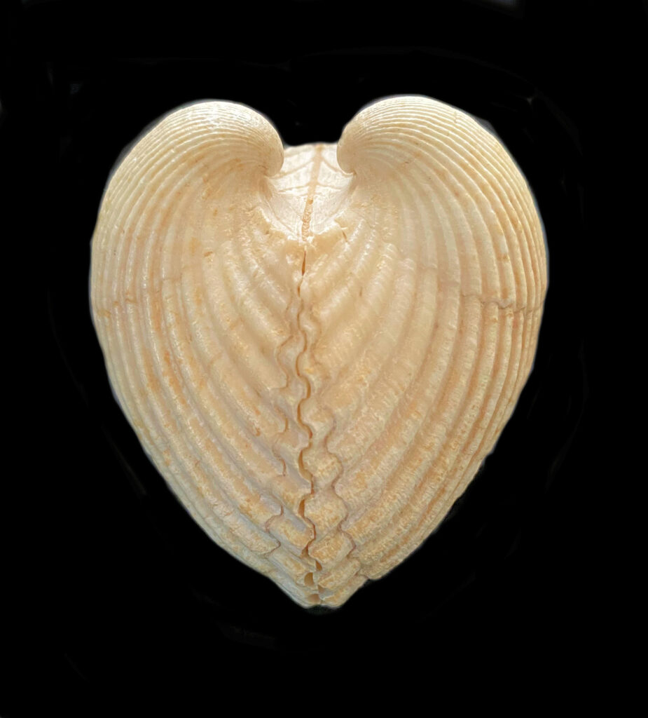 Many-ribbed Ark Shell | Mexican Shells.org