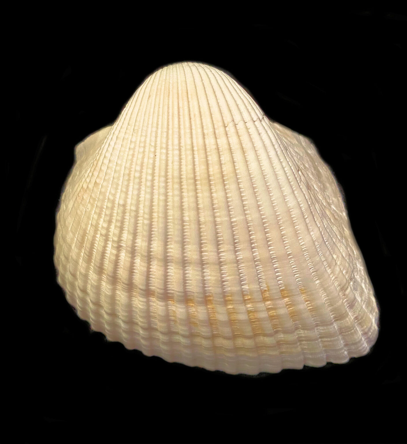 Many-ribbed Ark Shell | Mexican Shells.org