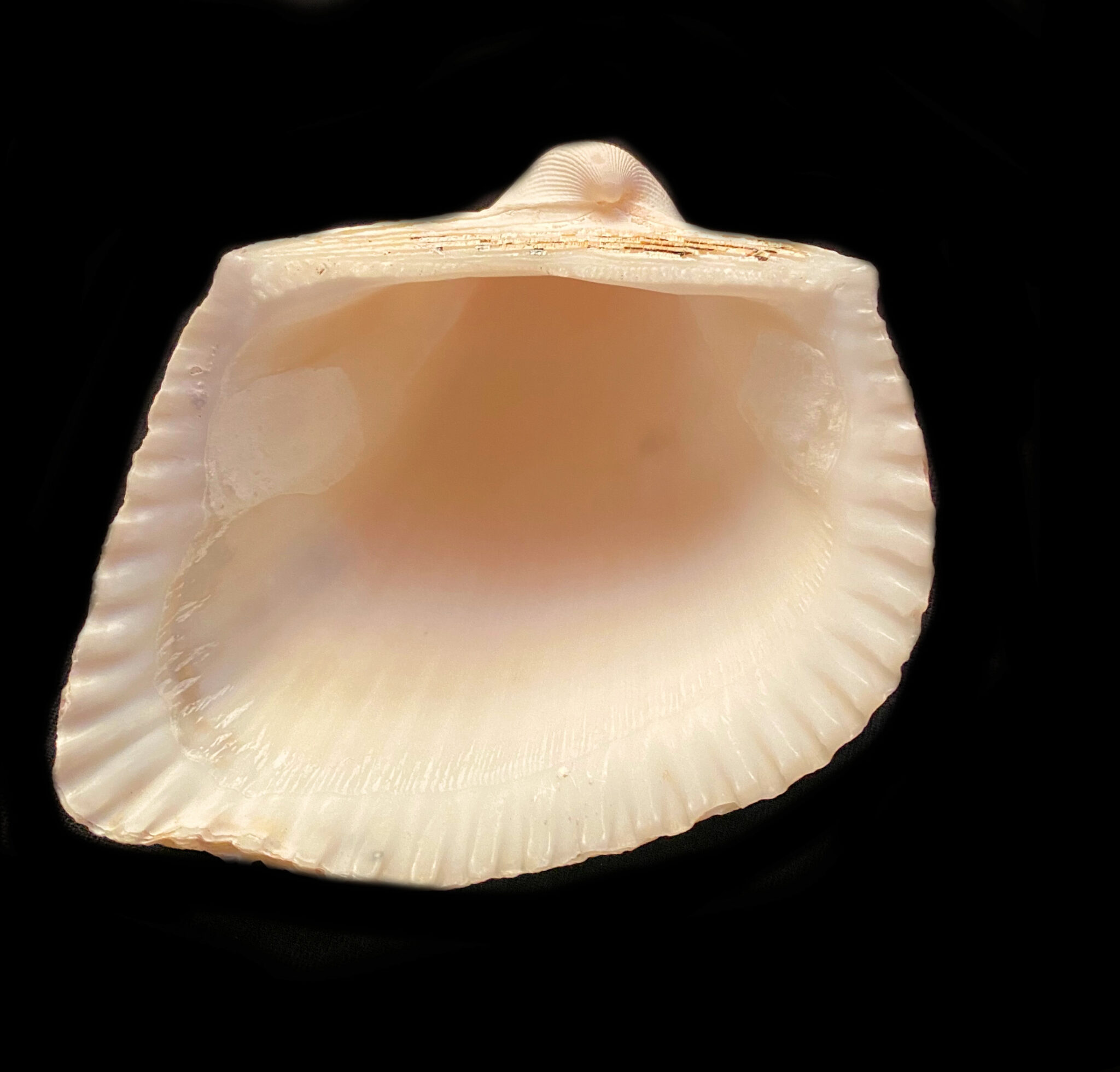 Many-ribbed Ark Shell | Mexican Shells.org