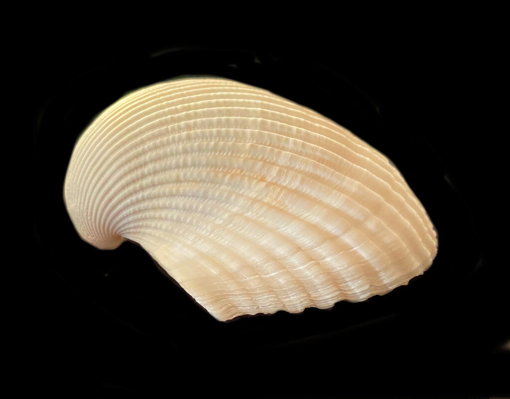 Many-ribbed Ark Shell | Mexican Shells.org