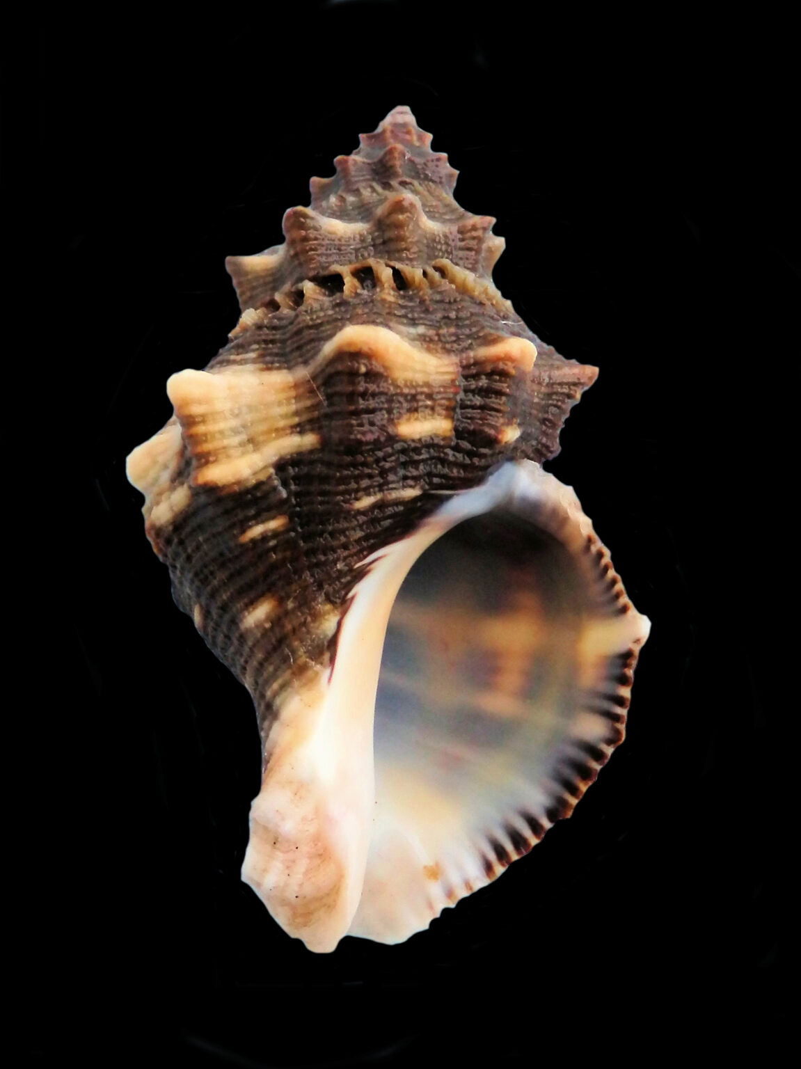 Muricidae Family of Rock Shells | Mexican-shells.org