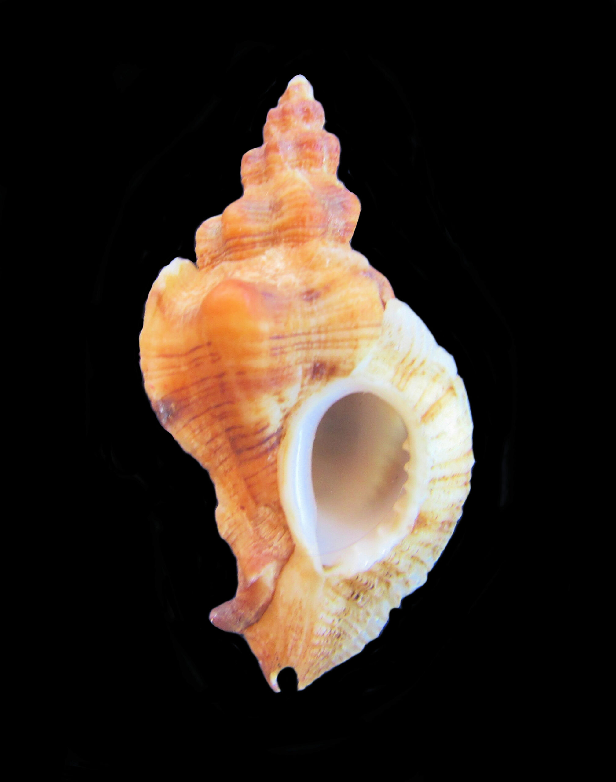 Muricidae Family of Rock Shells | Mexican Shells.org