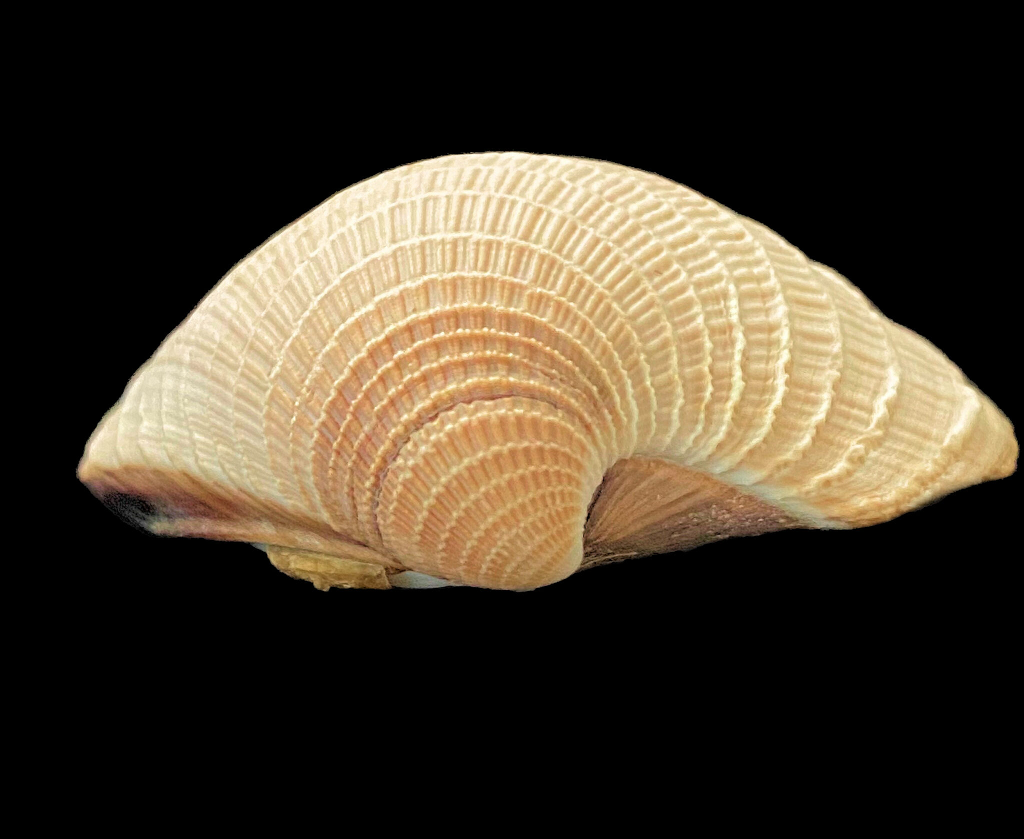 Amathusia Venus Clam Shell Mexican