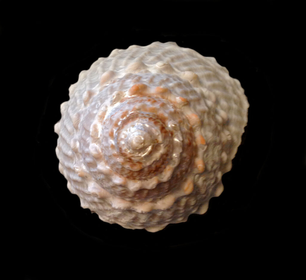 Wavy Turban Shell | Mexican Shells.org