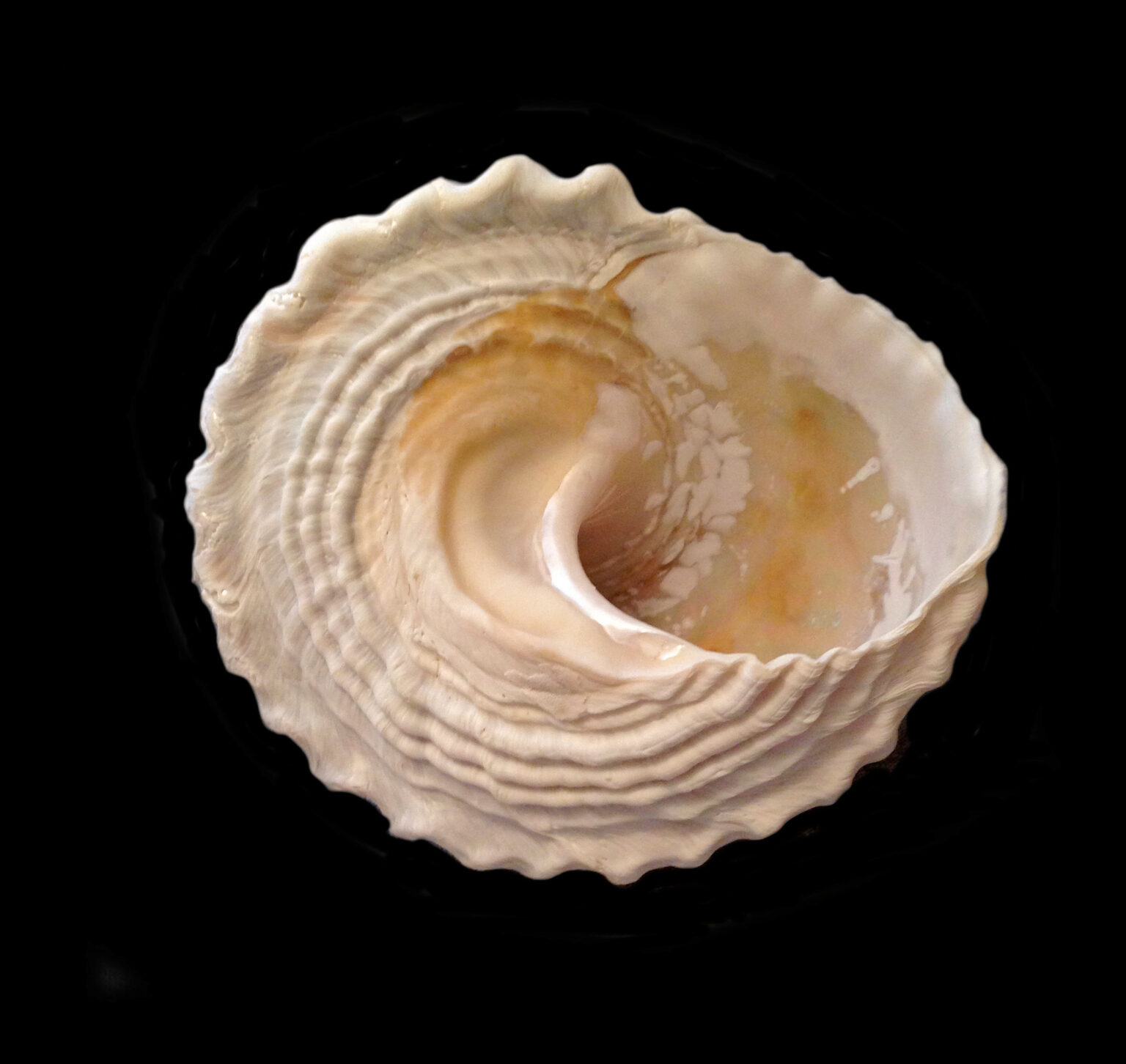 Wavy Turban Shell | Mexican Shells.org