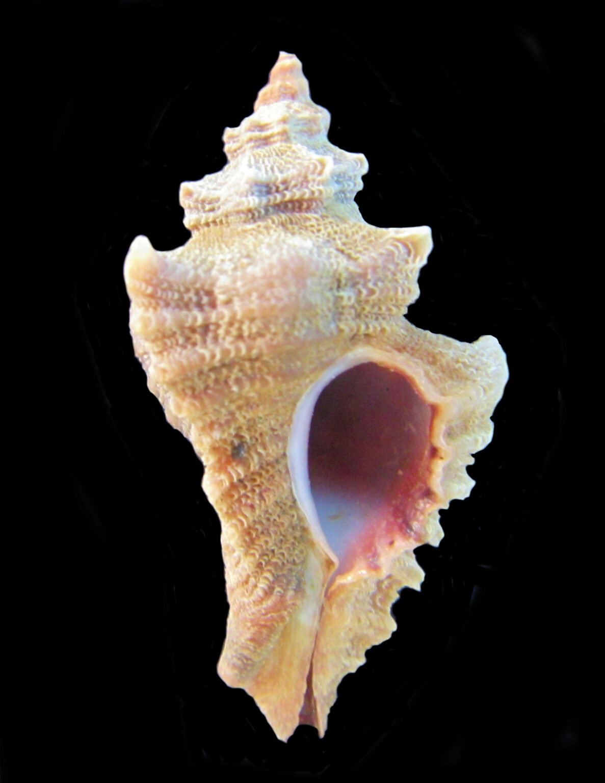 Muricidae Family of Rock Shells | Mexican Shells.org