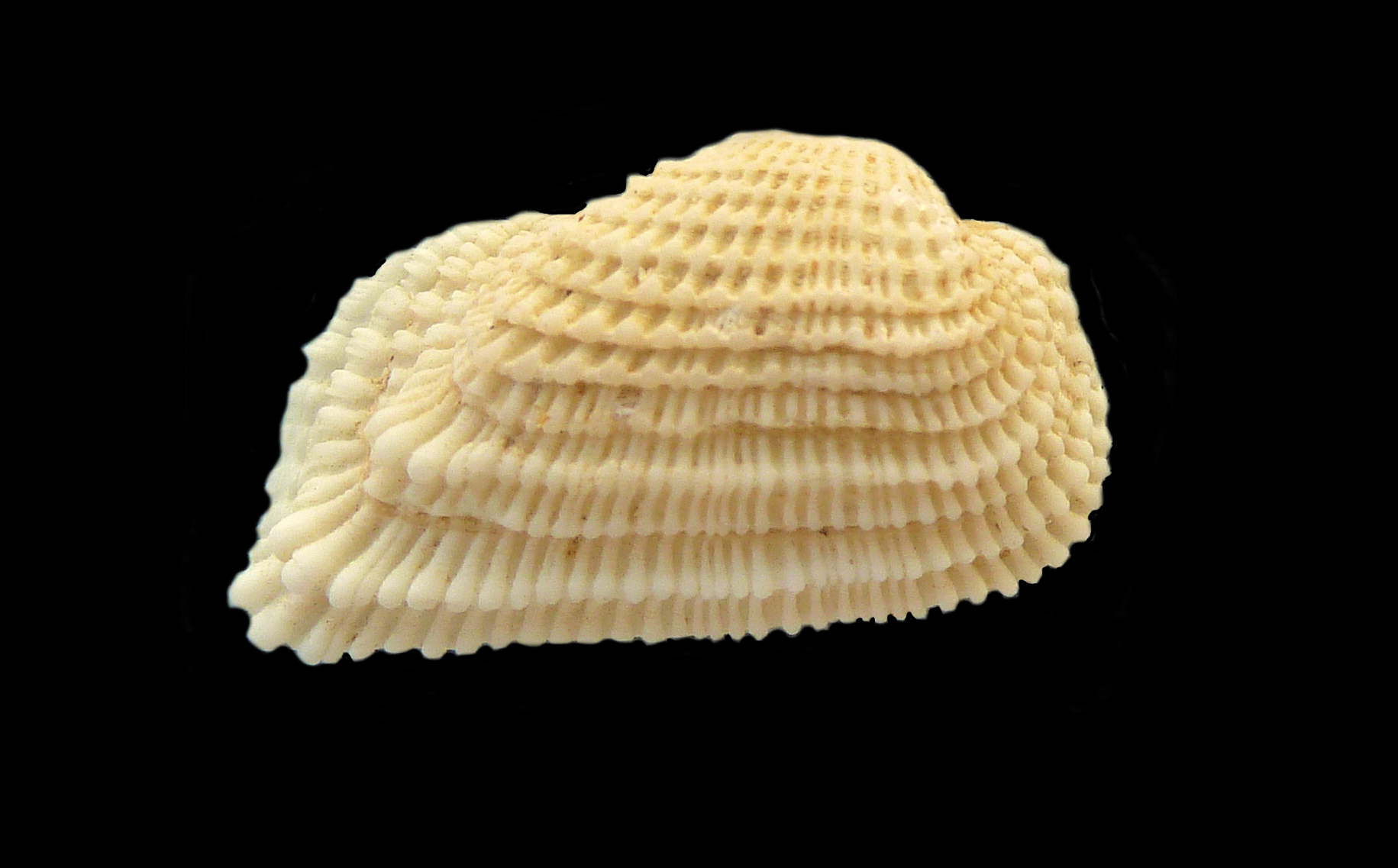 Ribbed Ark Shell | Mexican Shells.org