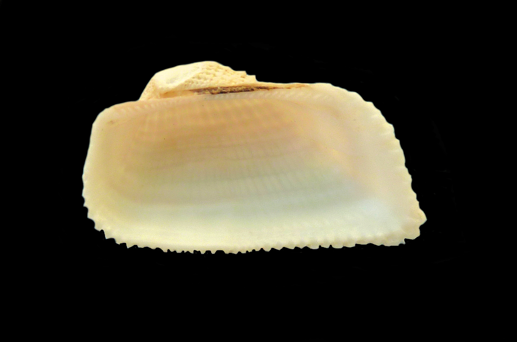 Ribbed Ark Shell | Mexican Shells.org