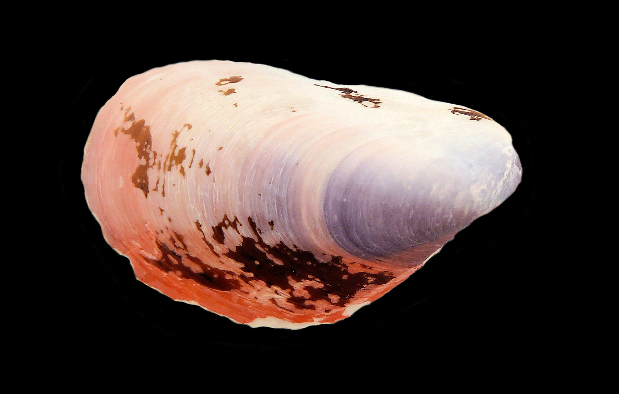 Mangrove Muscle Shell | Mexican Shells.org