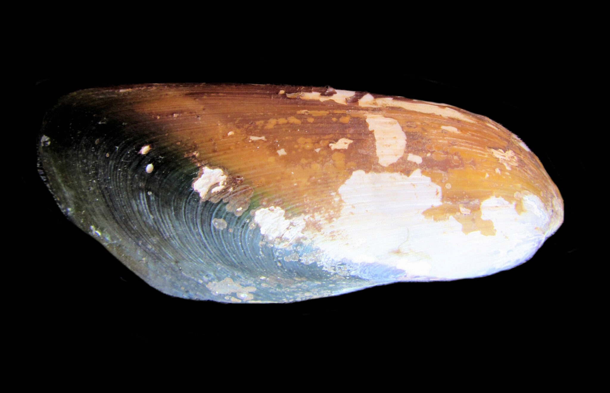 Mangrove Muscle Shell | Mexican Shells.org