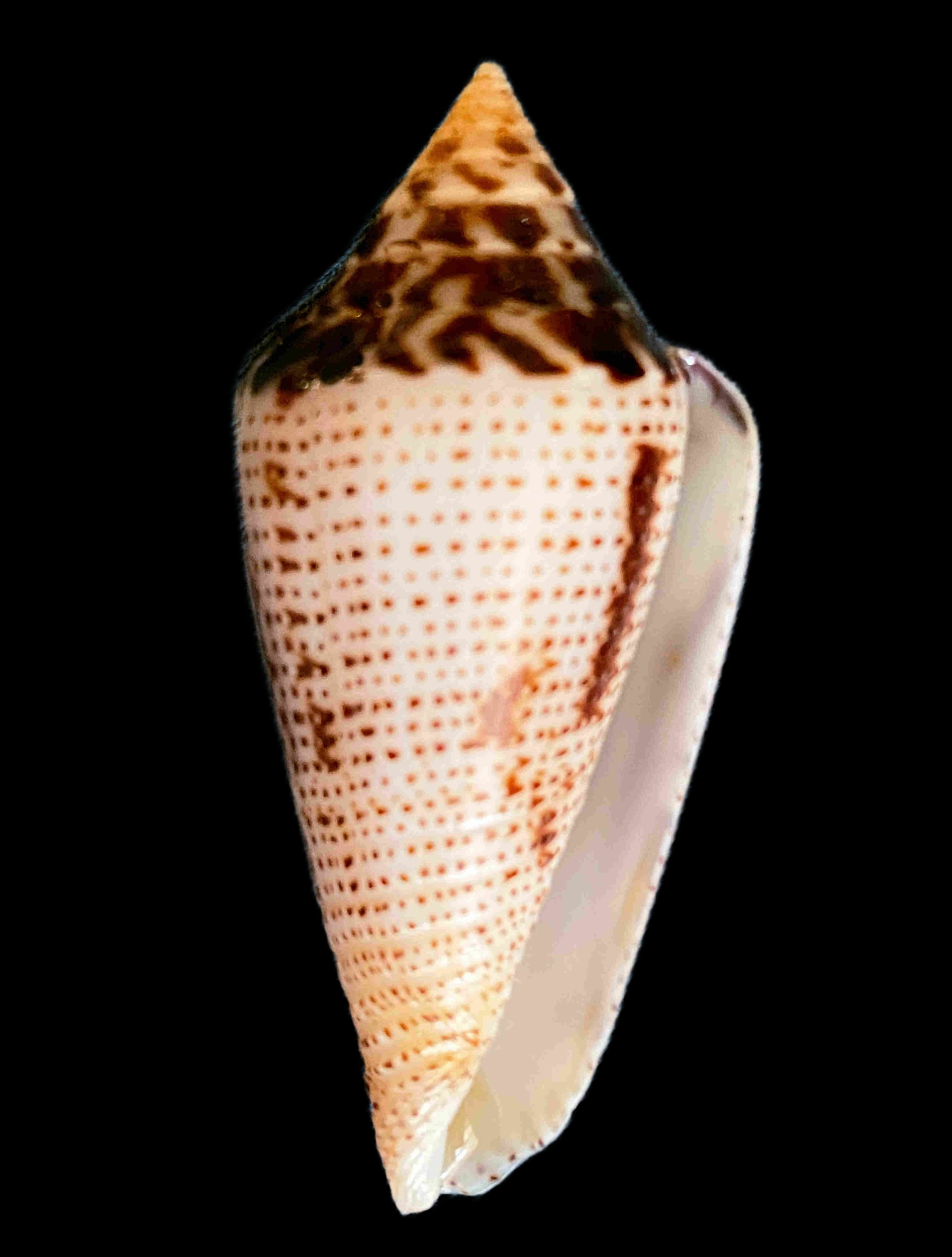 Cone Shells of the Conidae Family | Mexican Shells.org