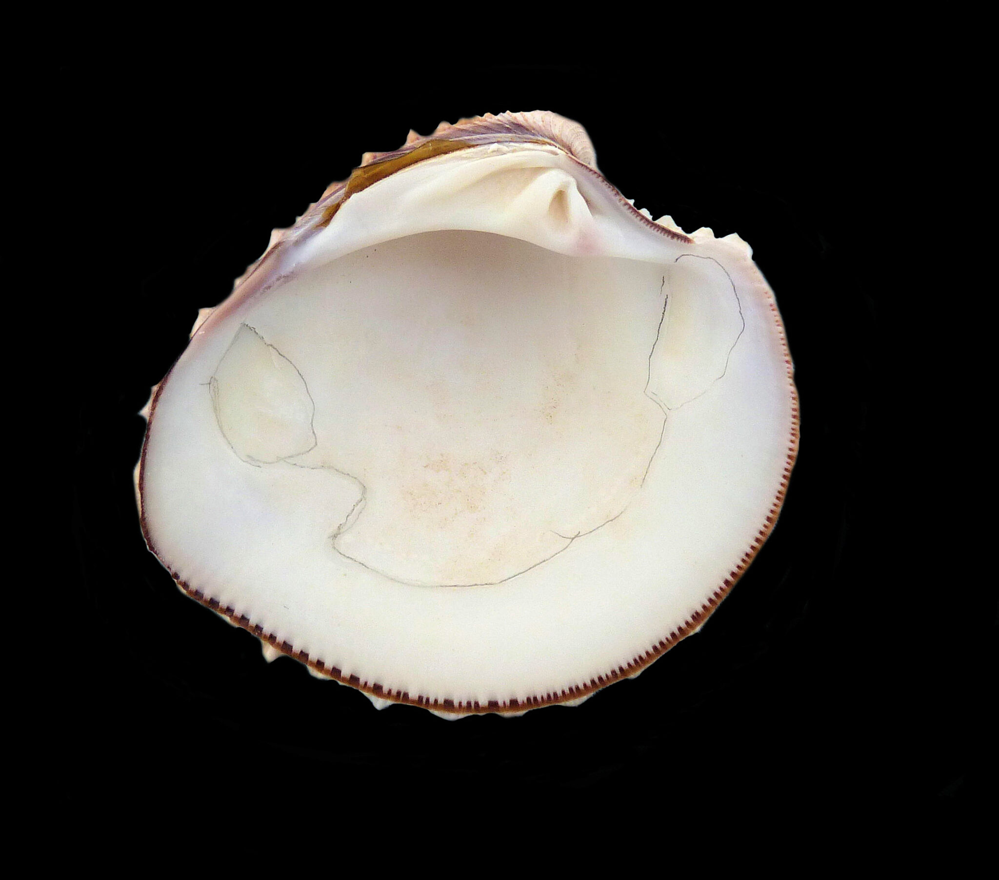 Gnidia Venus Clam Shell Mexican