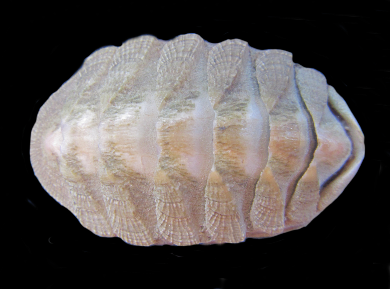 Polyplacophor Shells | Mexican Shells.org