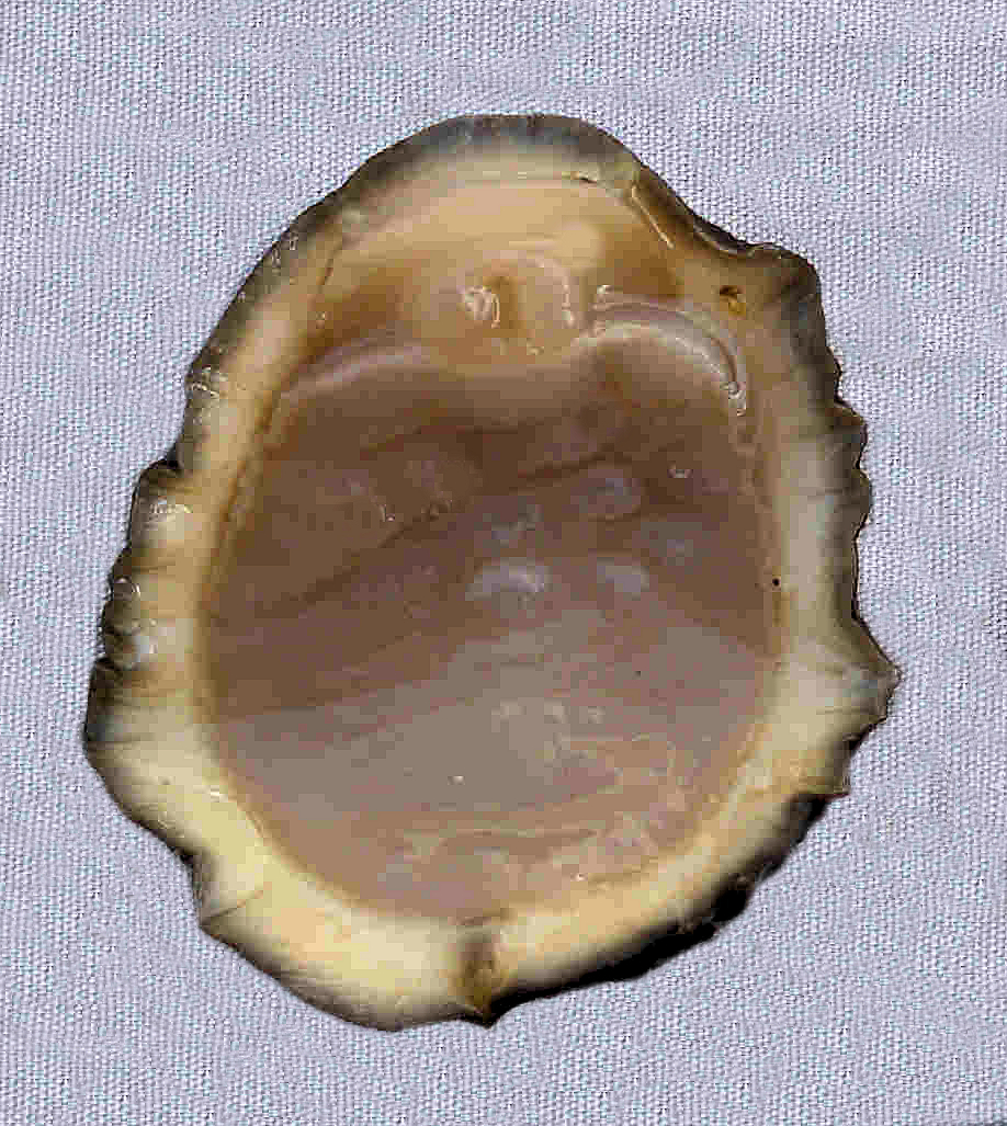 Mexican Chiton | Mexican Shells.org